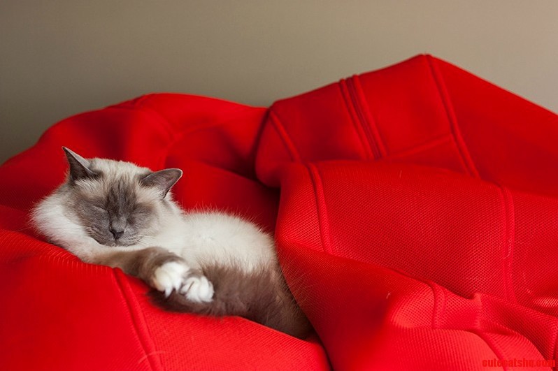 Afternoon Nap for My Birman