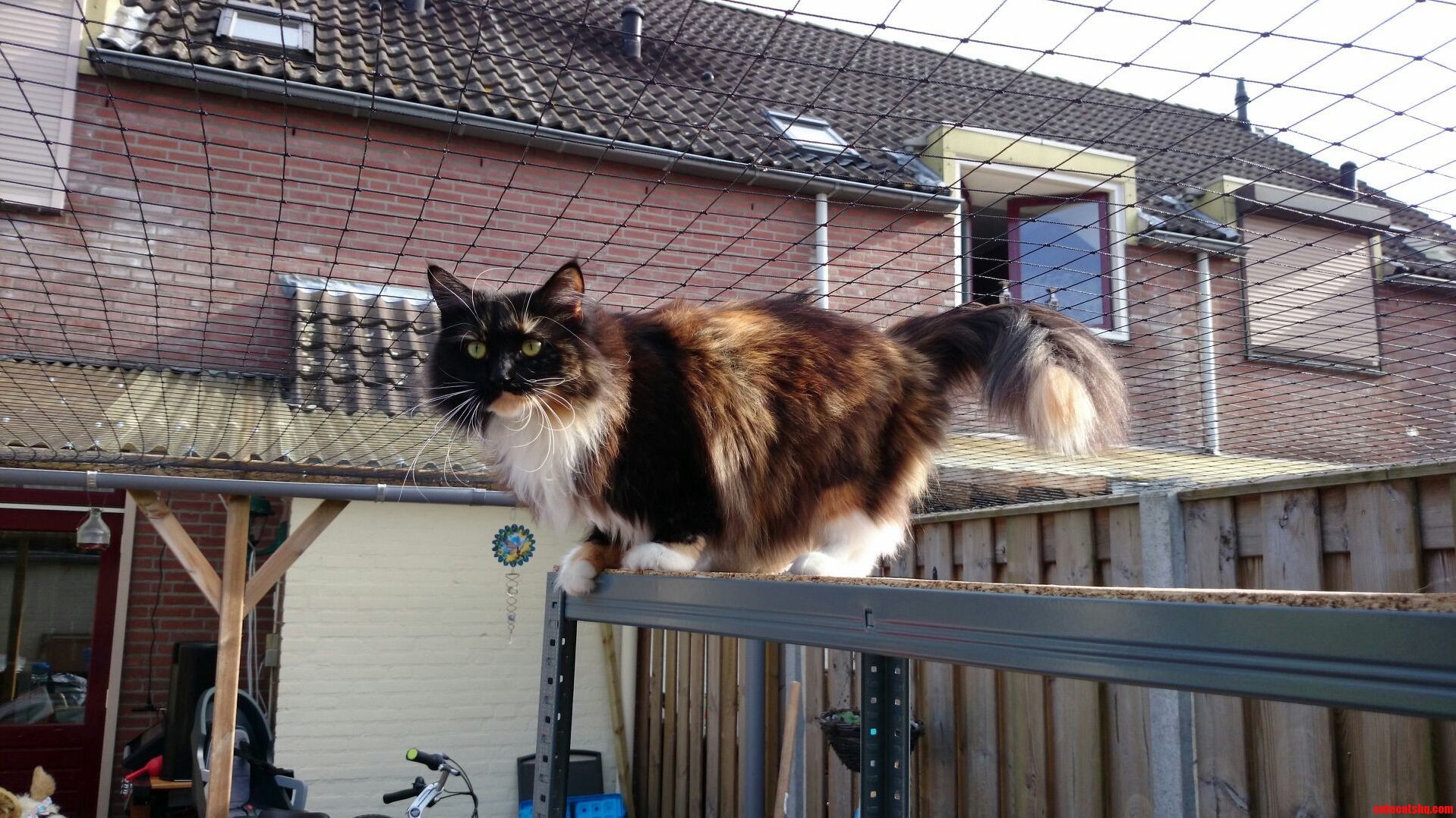 Angel Maine Coon Is Also Enjoying the First Spring Cleaning Session.