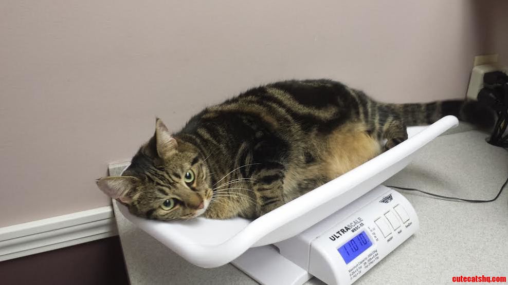 Annie Loves Going to the Vet and Claimed the Kitty Scale As Her New Bed