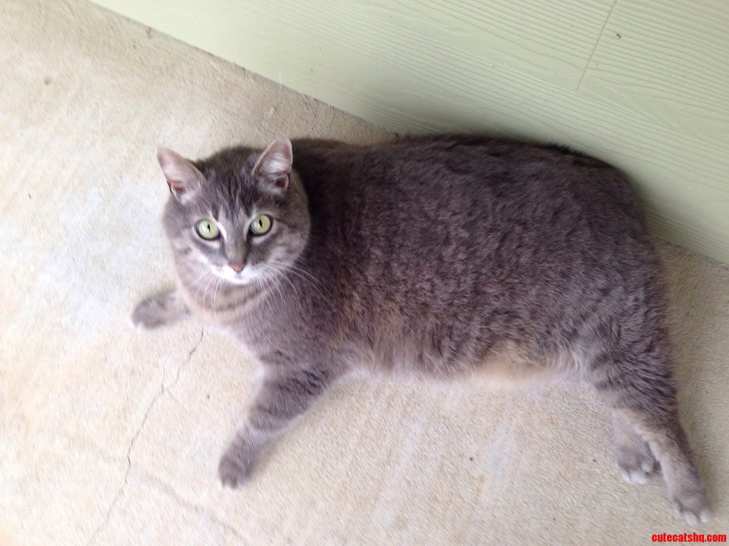 Anyone in Houston Want This Fat Cat