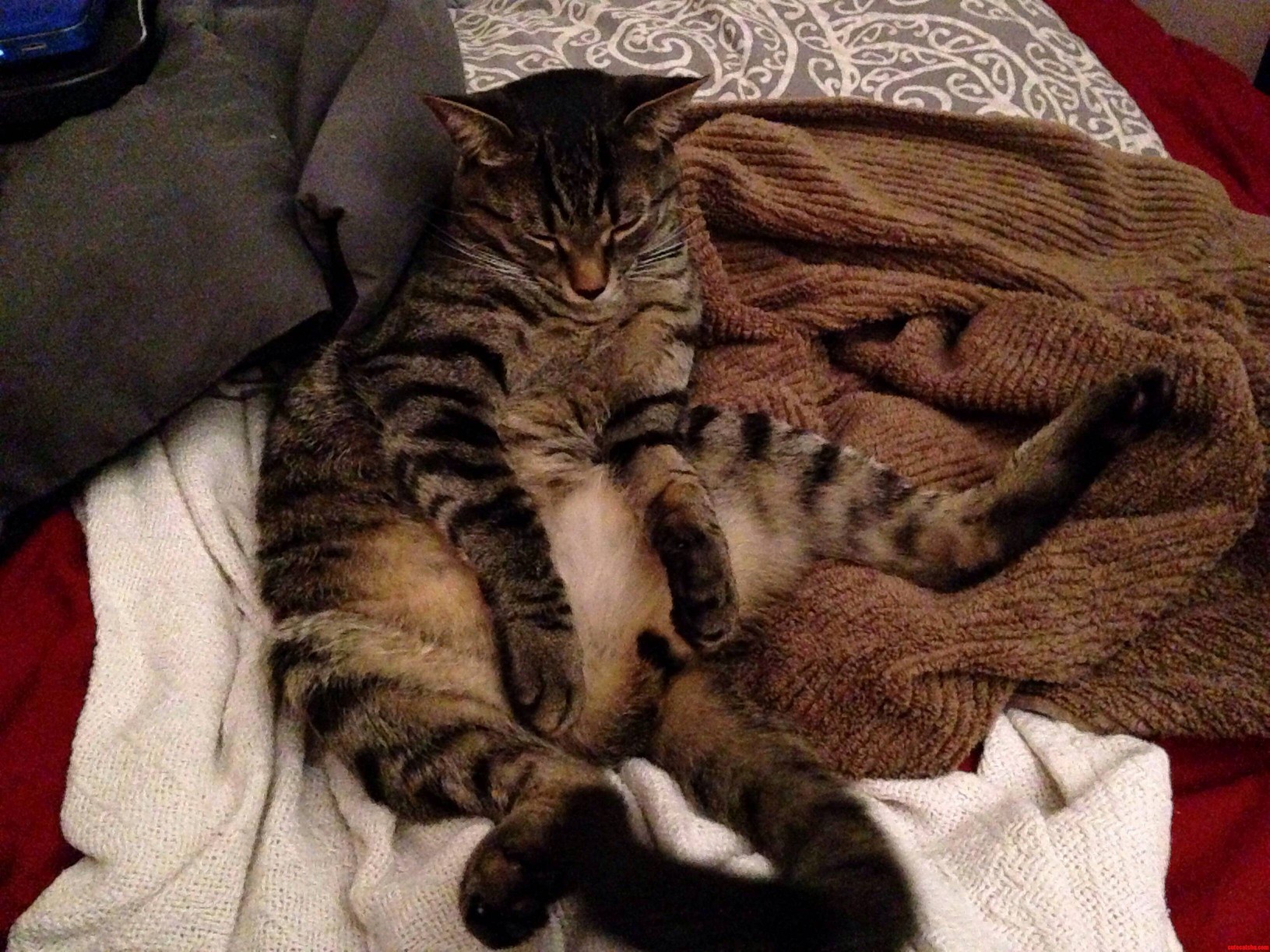 Apparently Cleaning Oneself Is Exhausting.