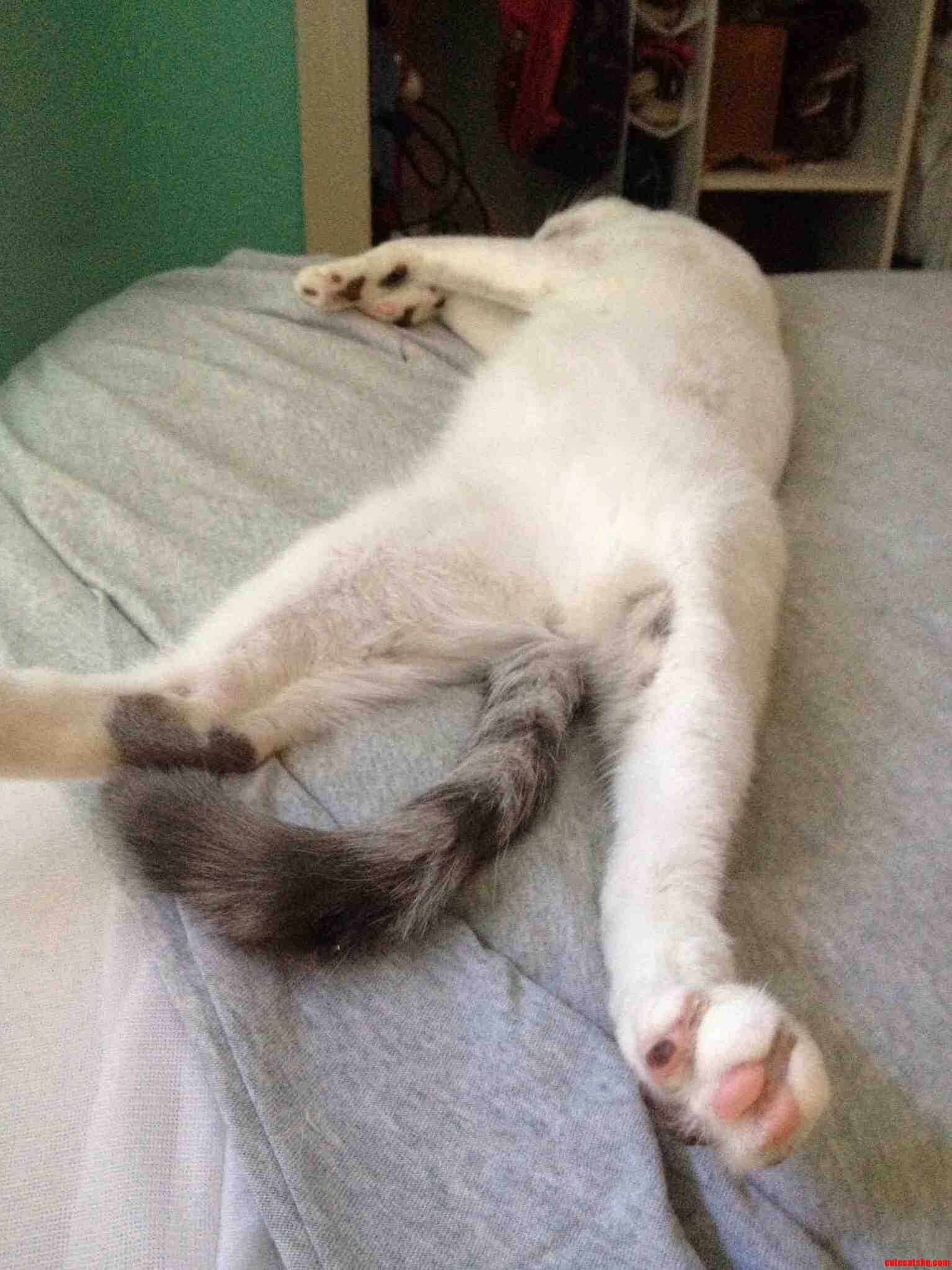 Apparently I Lot of People Wake Up to Their Pets Being All Cute and Snuggly. Meanwhile...
