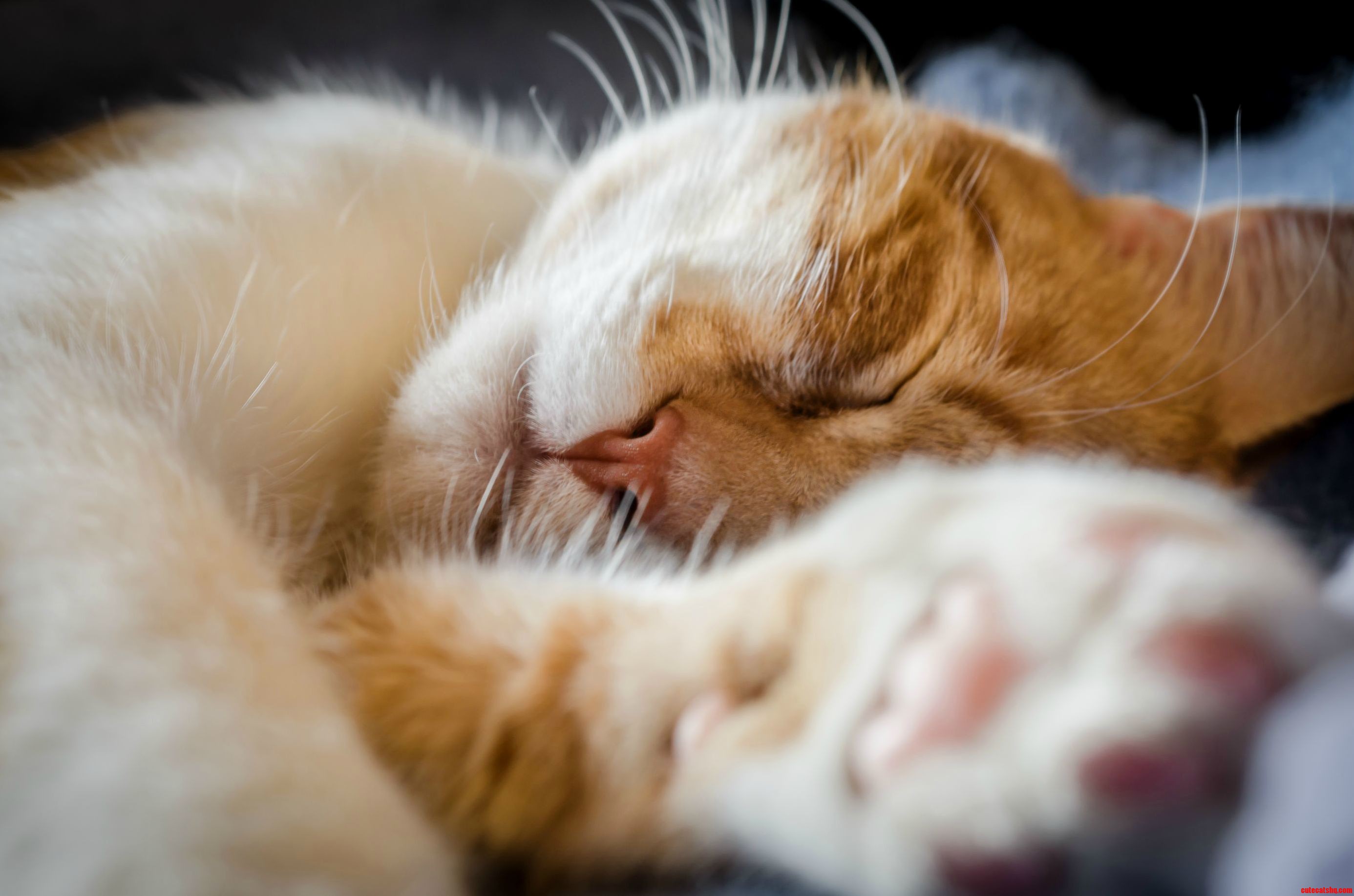 Arthur Taking One of His Many Naps...