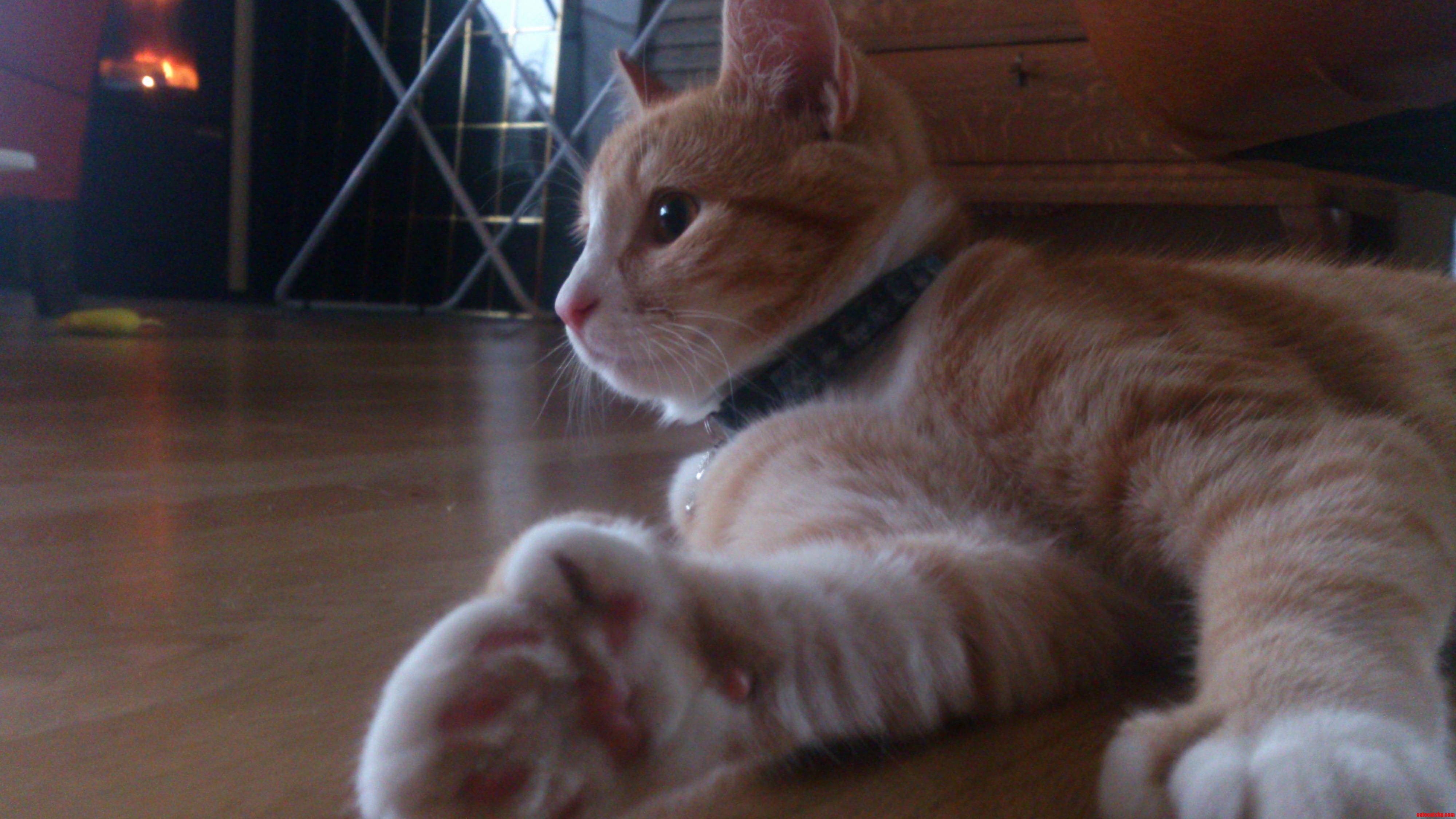 As Promised Polydactyl Feets a Cat Named Tassen