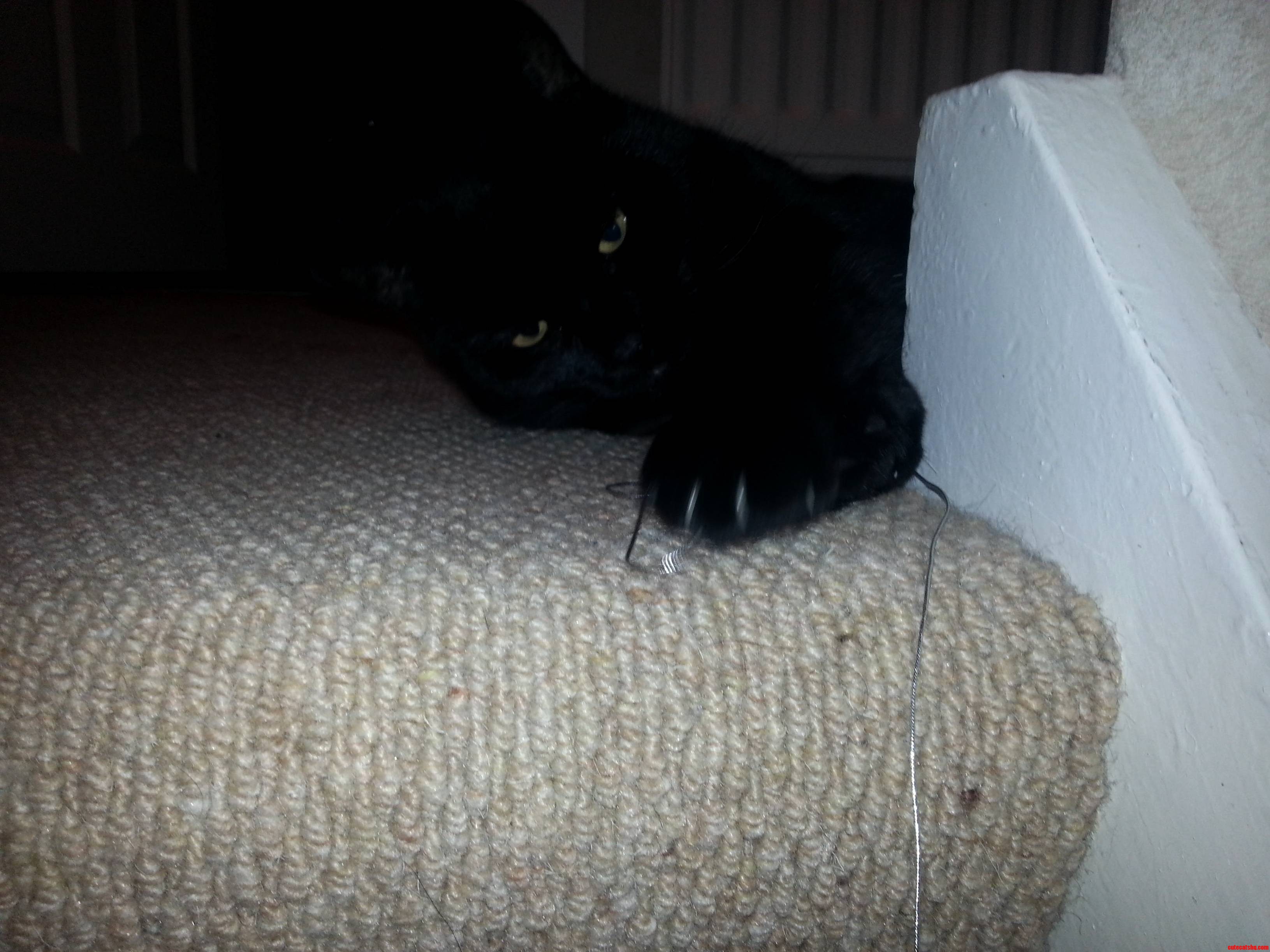 As Were Doing Black Cat Friday Heres My Little Leopard Lola