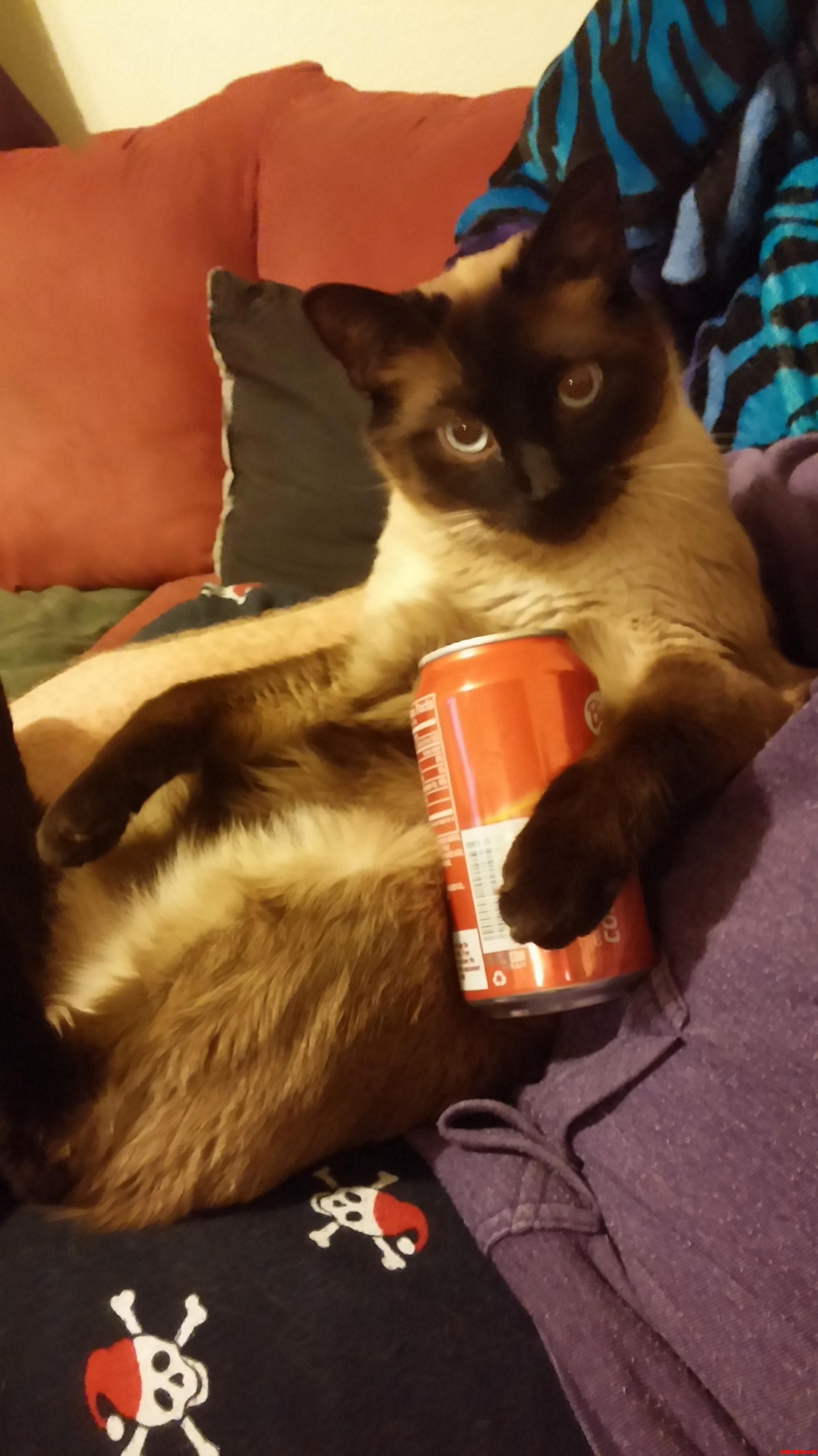 At Least Im Not the Only One in My House with a Caffeine Addiction