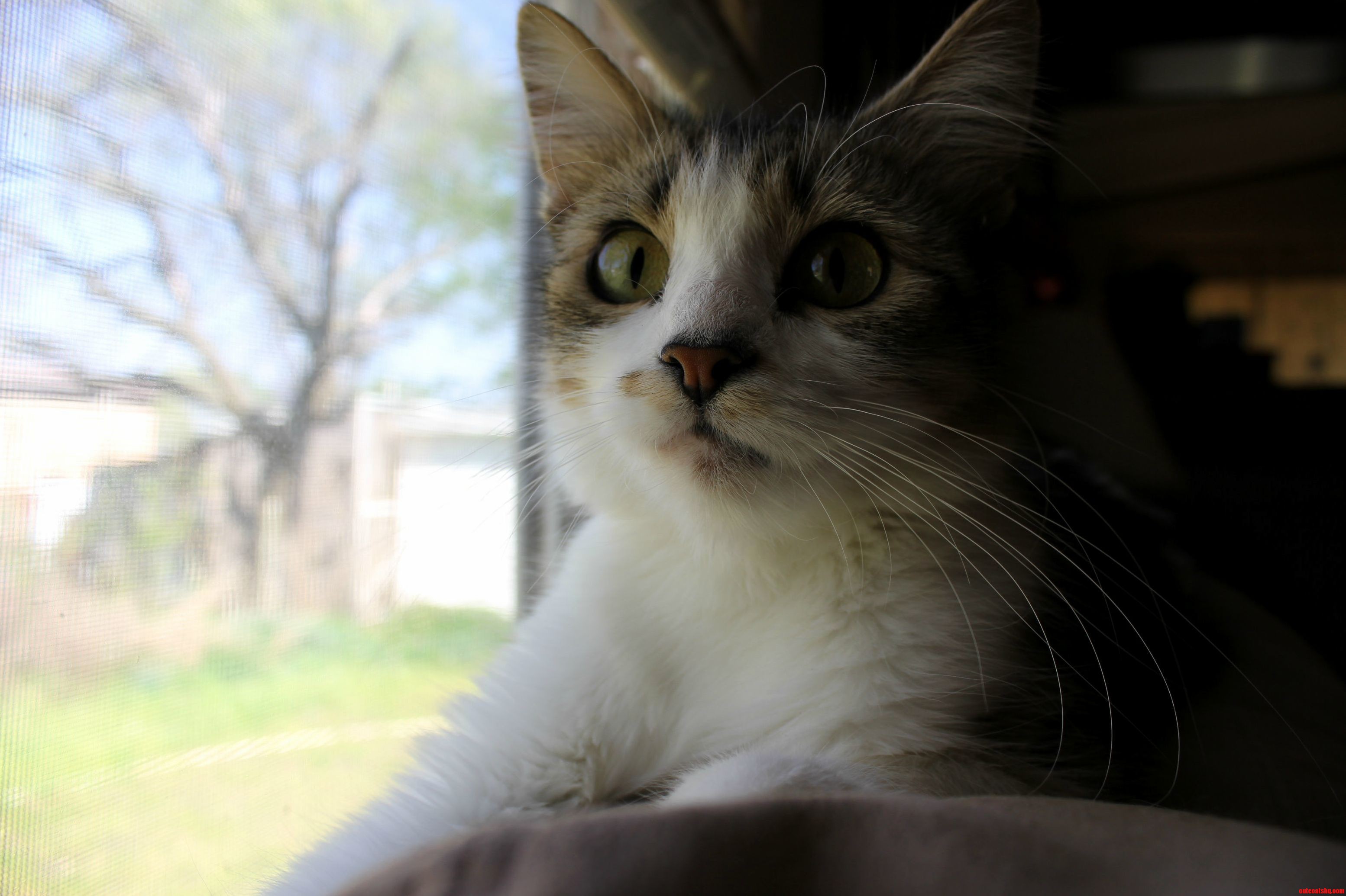 Babygirl by Window