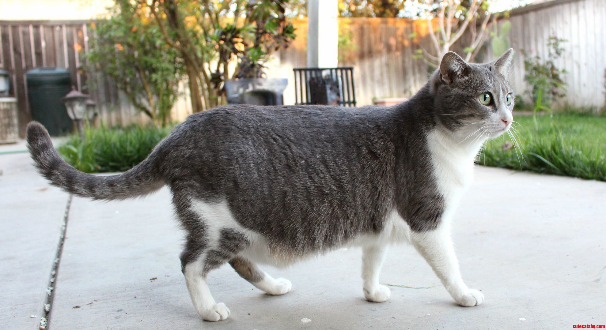 Bagel the Round Cat.
