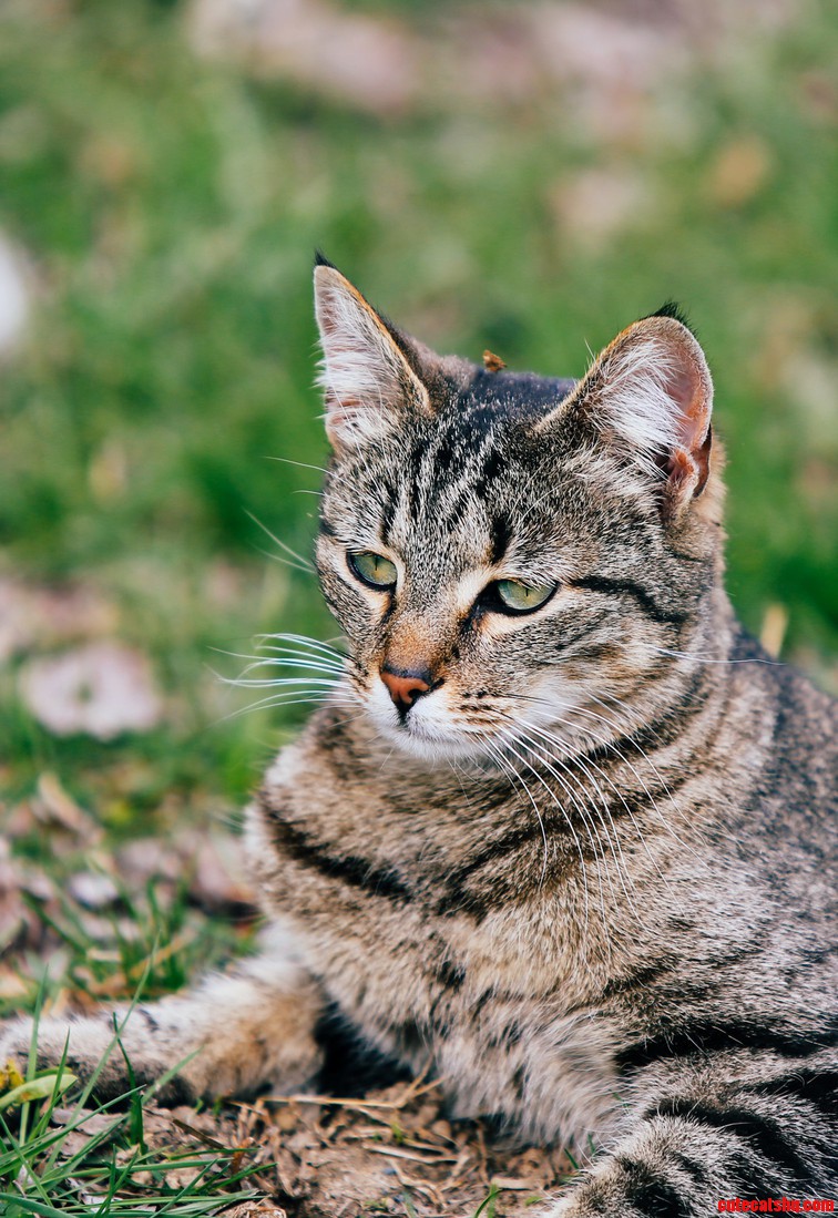 Barn Cat