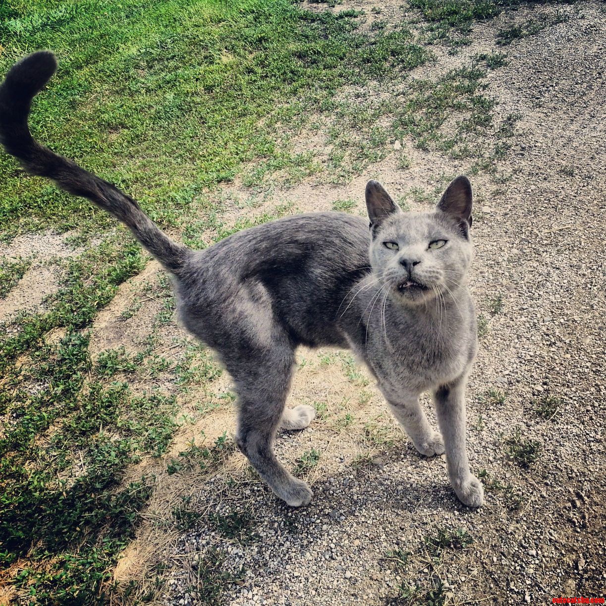 Barnyard Stray 3 Scar
