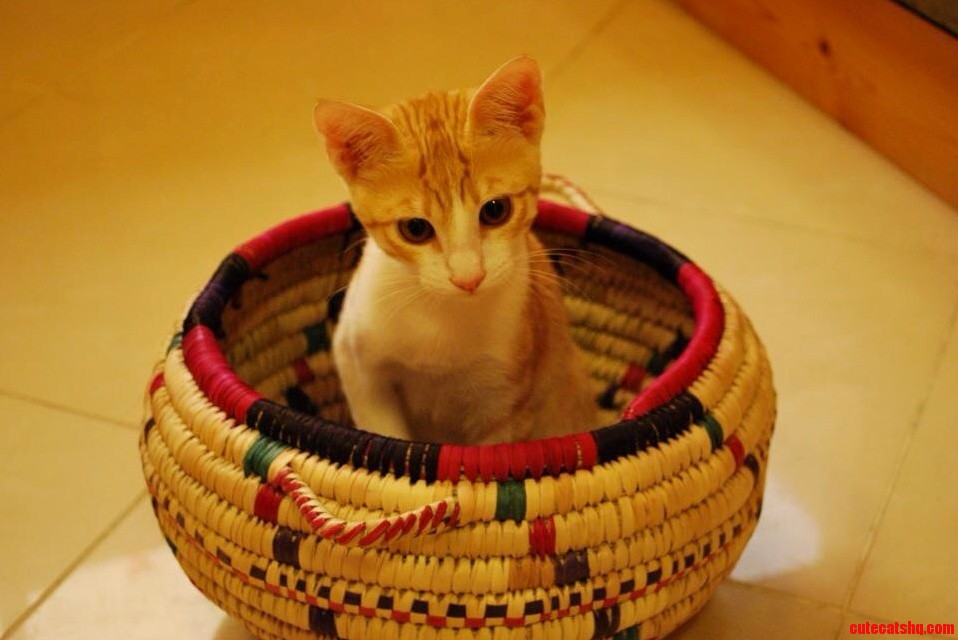 Basket Cat