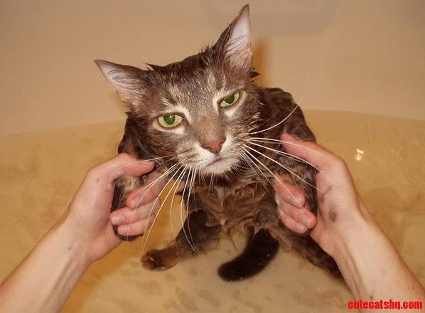 Bathing Cat