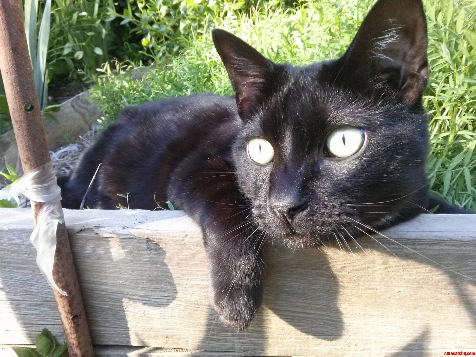 Batman Enjoying the April Sun