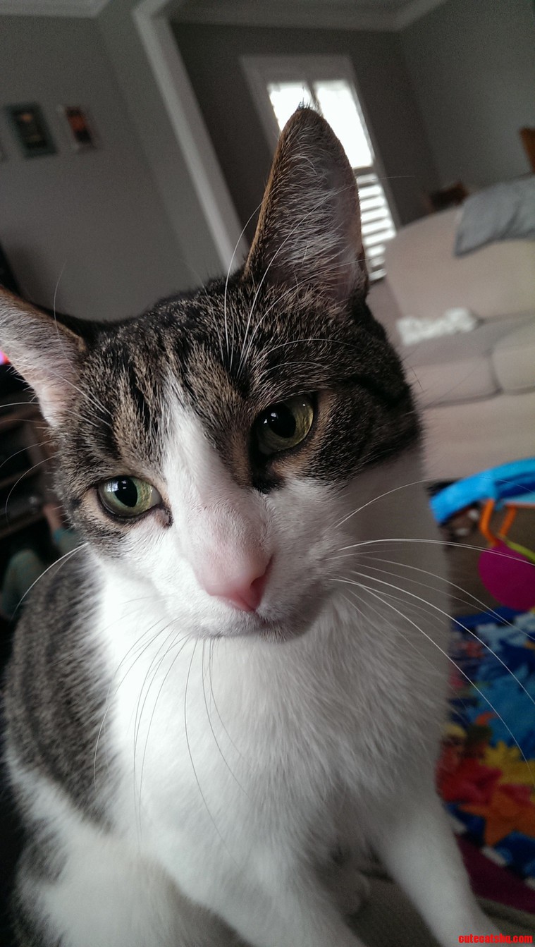 Beautiful Kitty