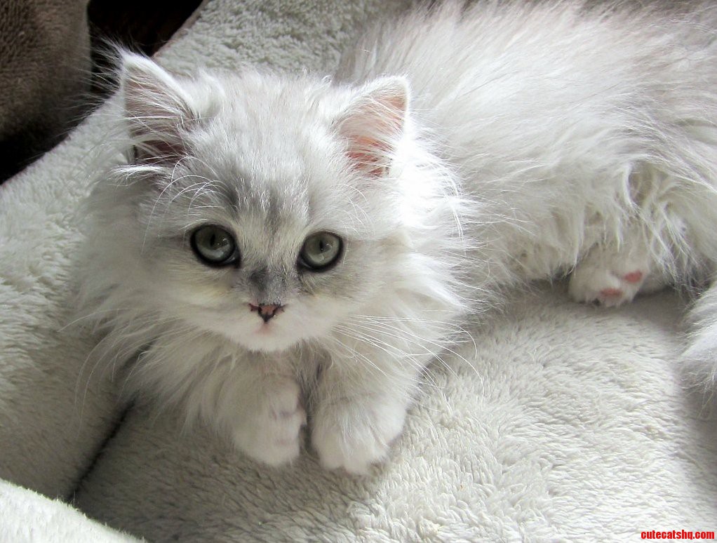 Beautiful Cats Eyes