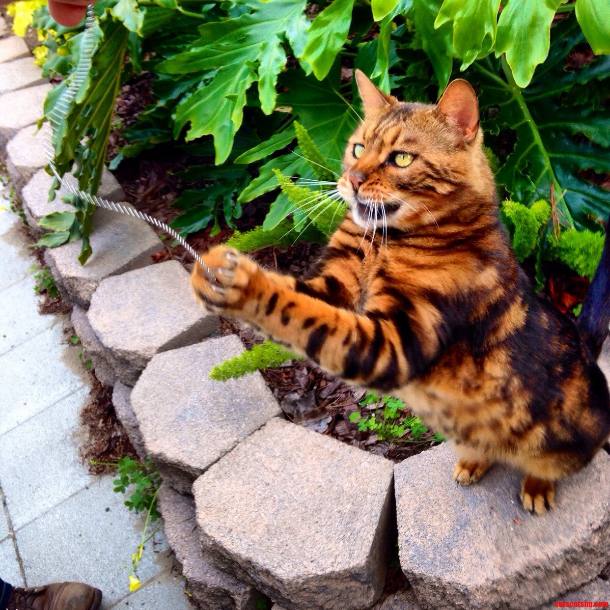Bengal Cat Loves to Play