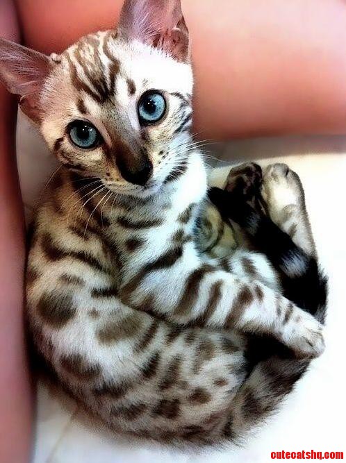 Bengal Kitten