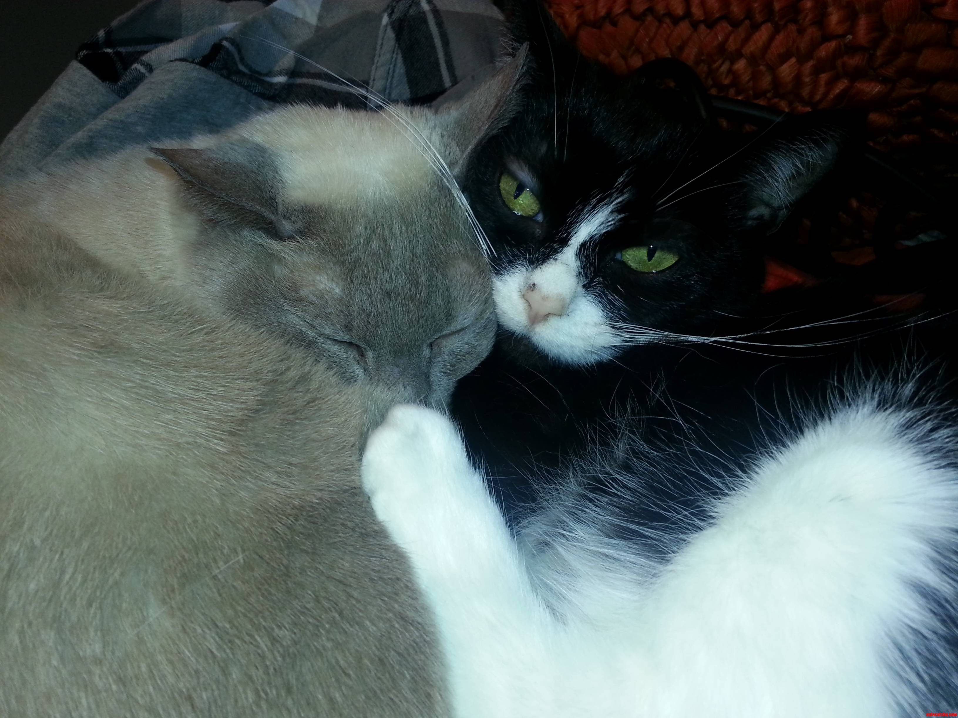 Best Buds