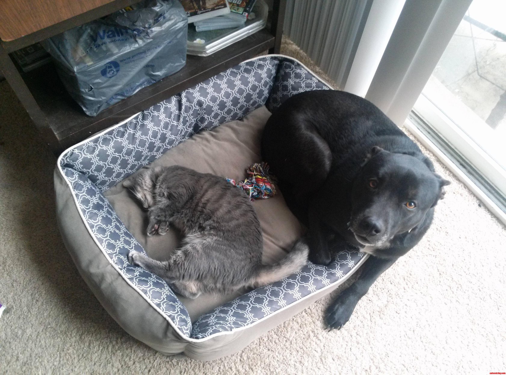 Best Friends Since the Day We Found Her on the Street