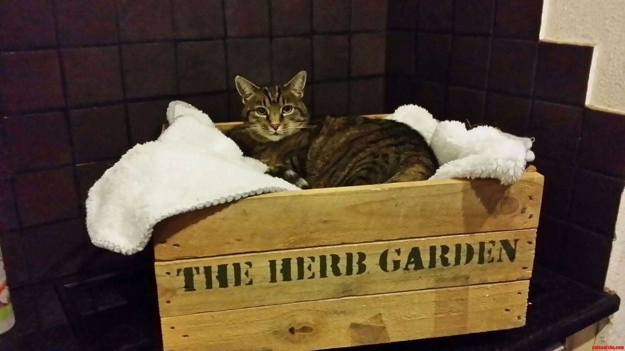 Best Herb Garden Ever 3