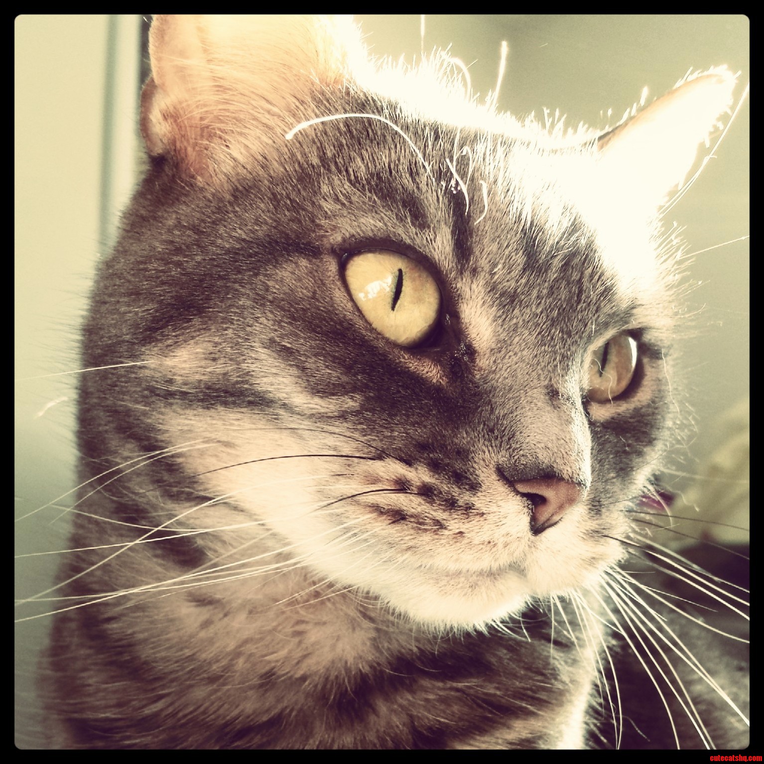 Best Picture I Have Taken of Any of My Cats. Her Name Is Delilah.