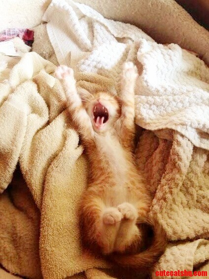 Big Yawn for the Tiny Cat