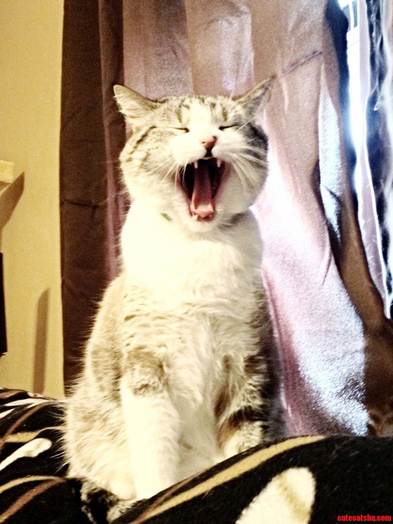 Big Yawn