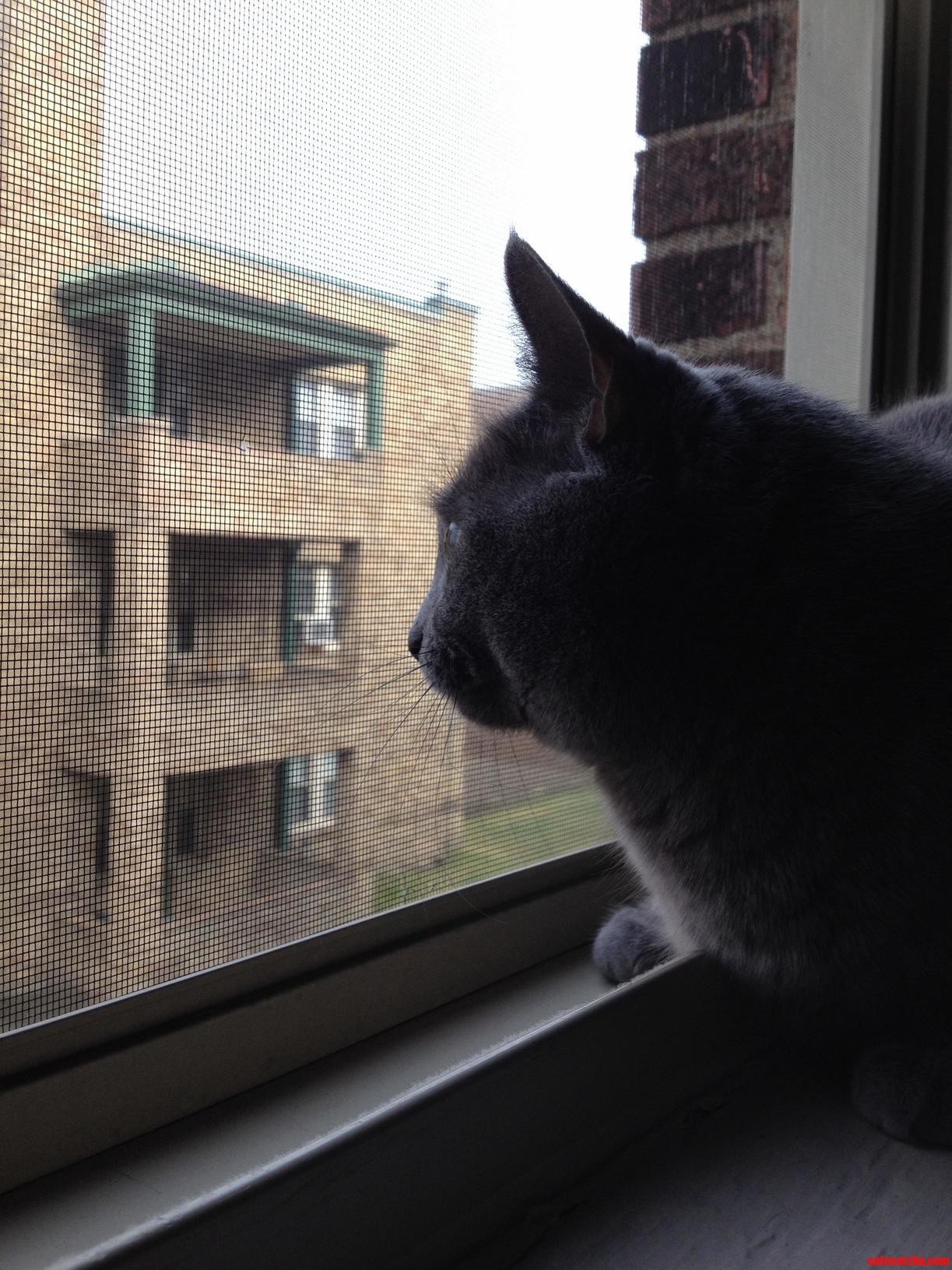 Bird Watching