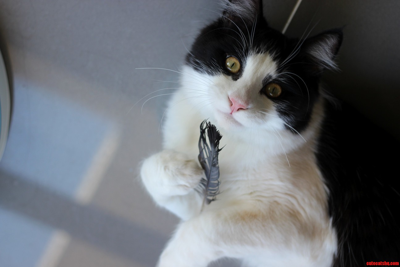 Bird What Bird X-post Raww