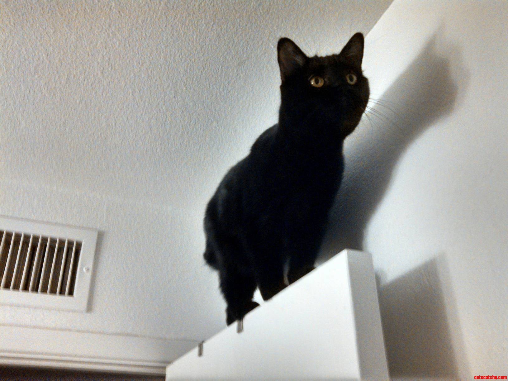 Black Cat Friday Again Heres the Darkness