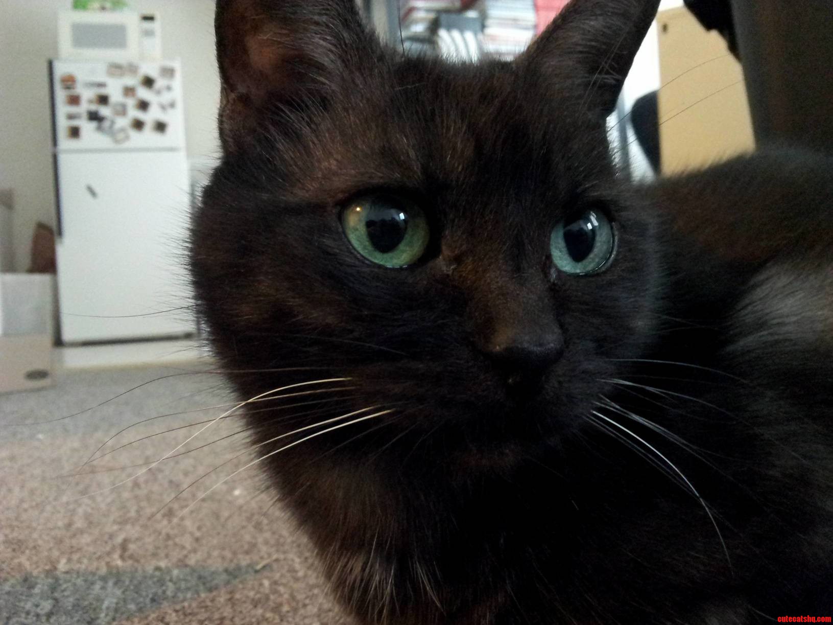 Black Cat Friday- Aggie
