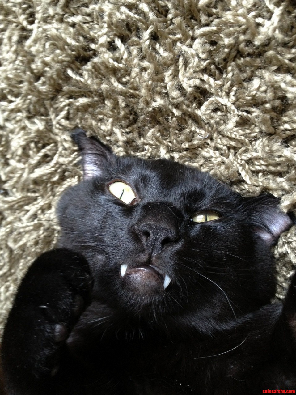 Black Cat Friday Check Out My Disgruntled Little Creep