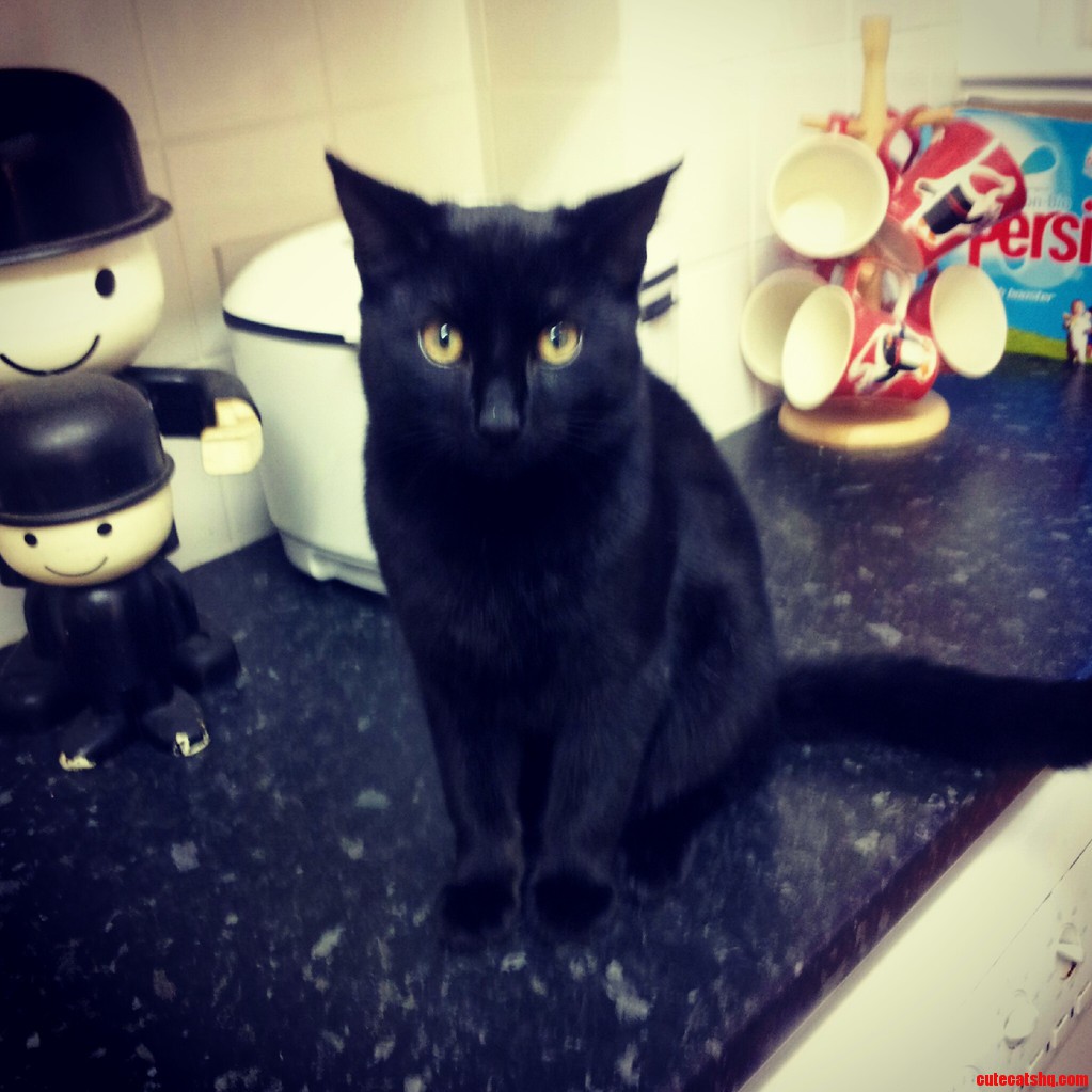 Black Cat Friday Hes Not Supposed to Be Up There
