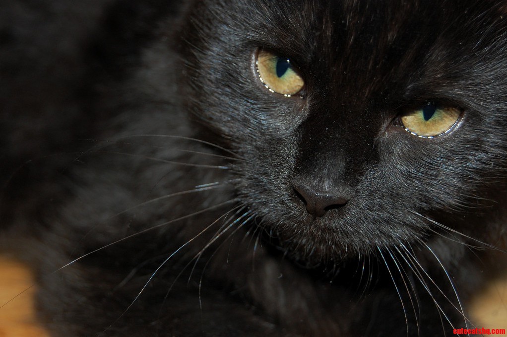 Black Cat Friday I Have One of Those.
