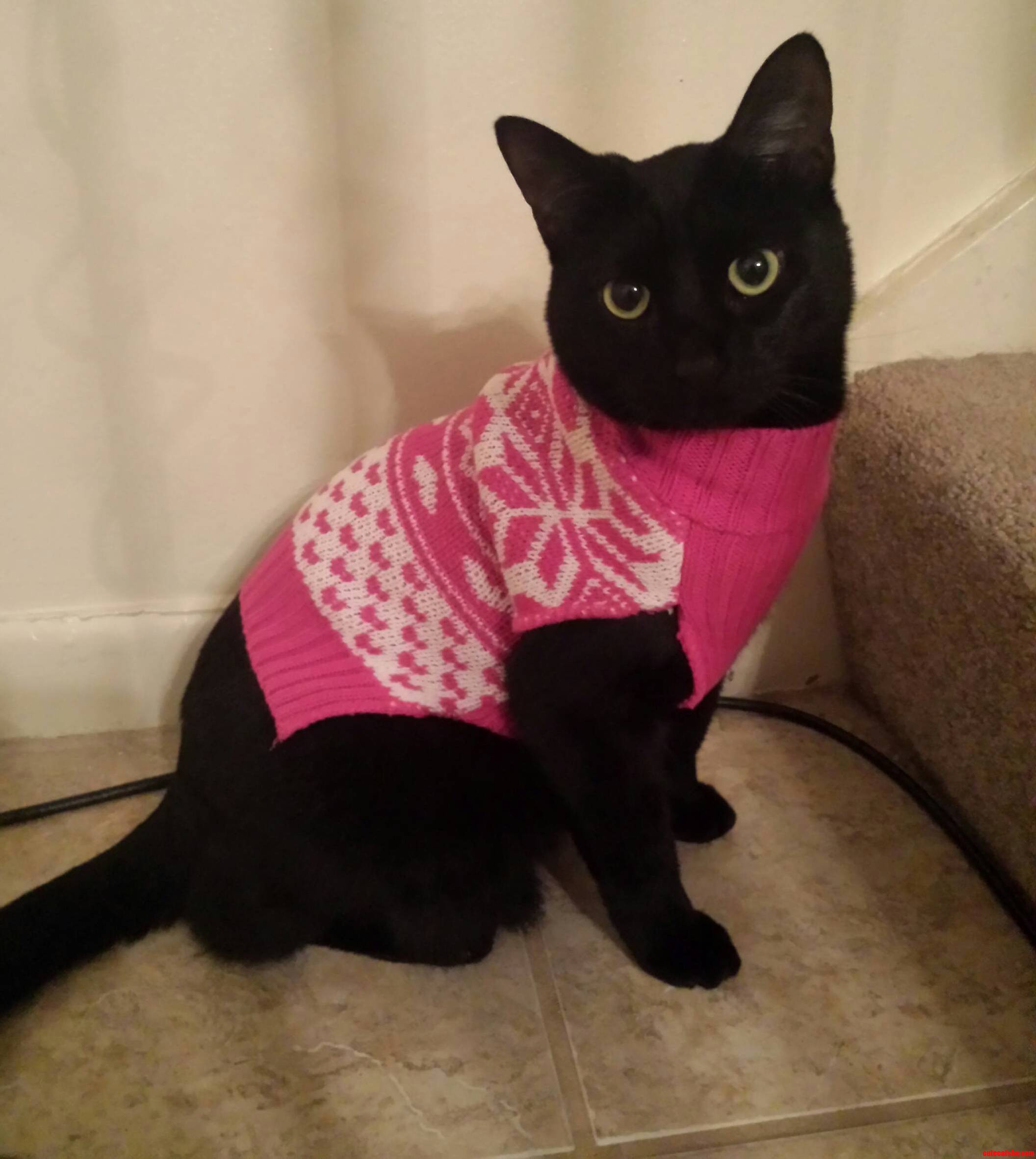 Black Cat Friday in a Sweater