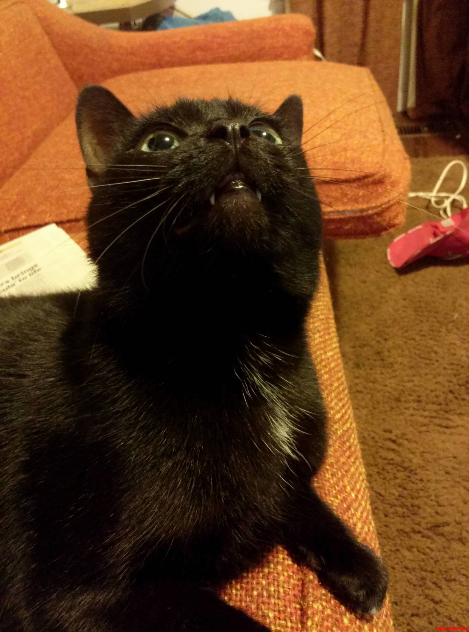 Black Cat Friday Meet My Best Friend of 8 Years Kiki