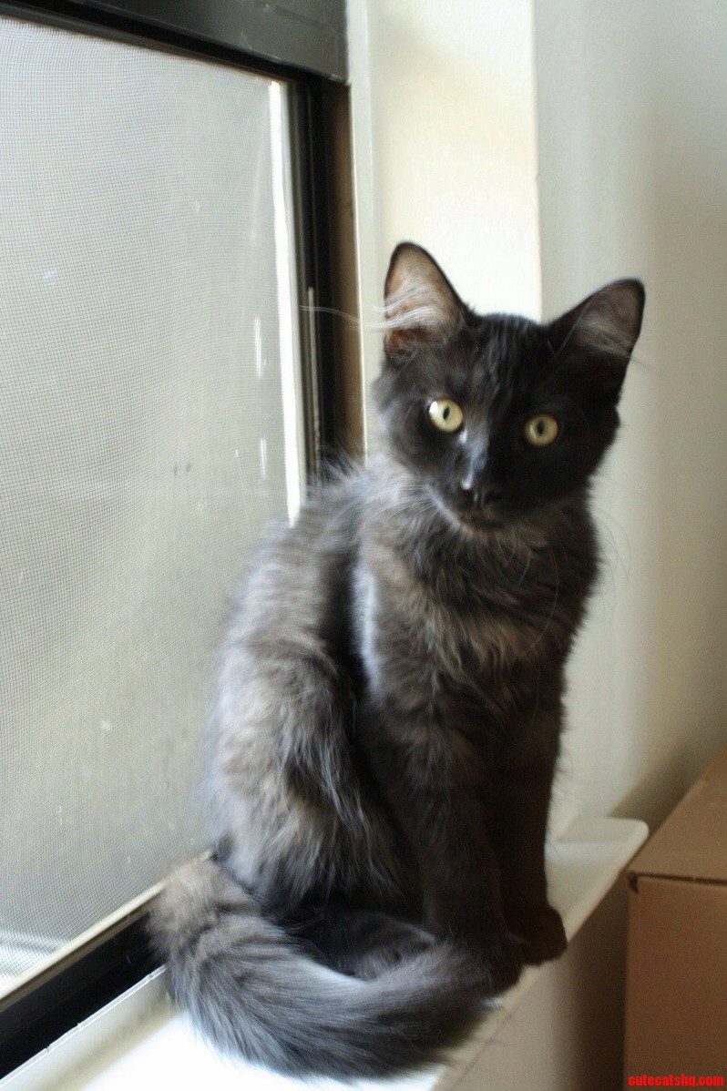 Black Cat Friday Miles When He Was a Kitten