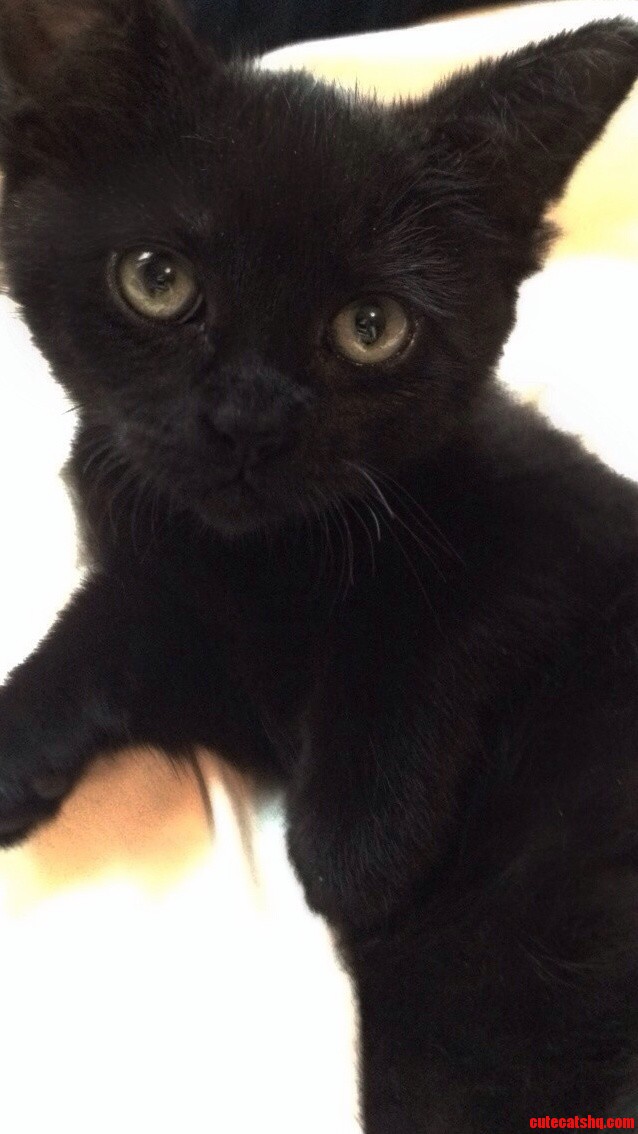 Black Cat Friday Okay Heres Little Ned As in Stark...or Flanders I Guess .