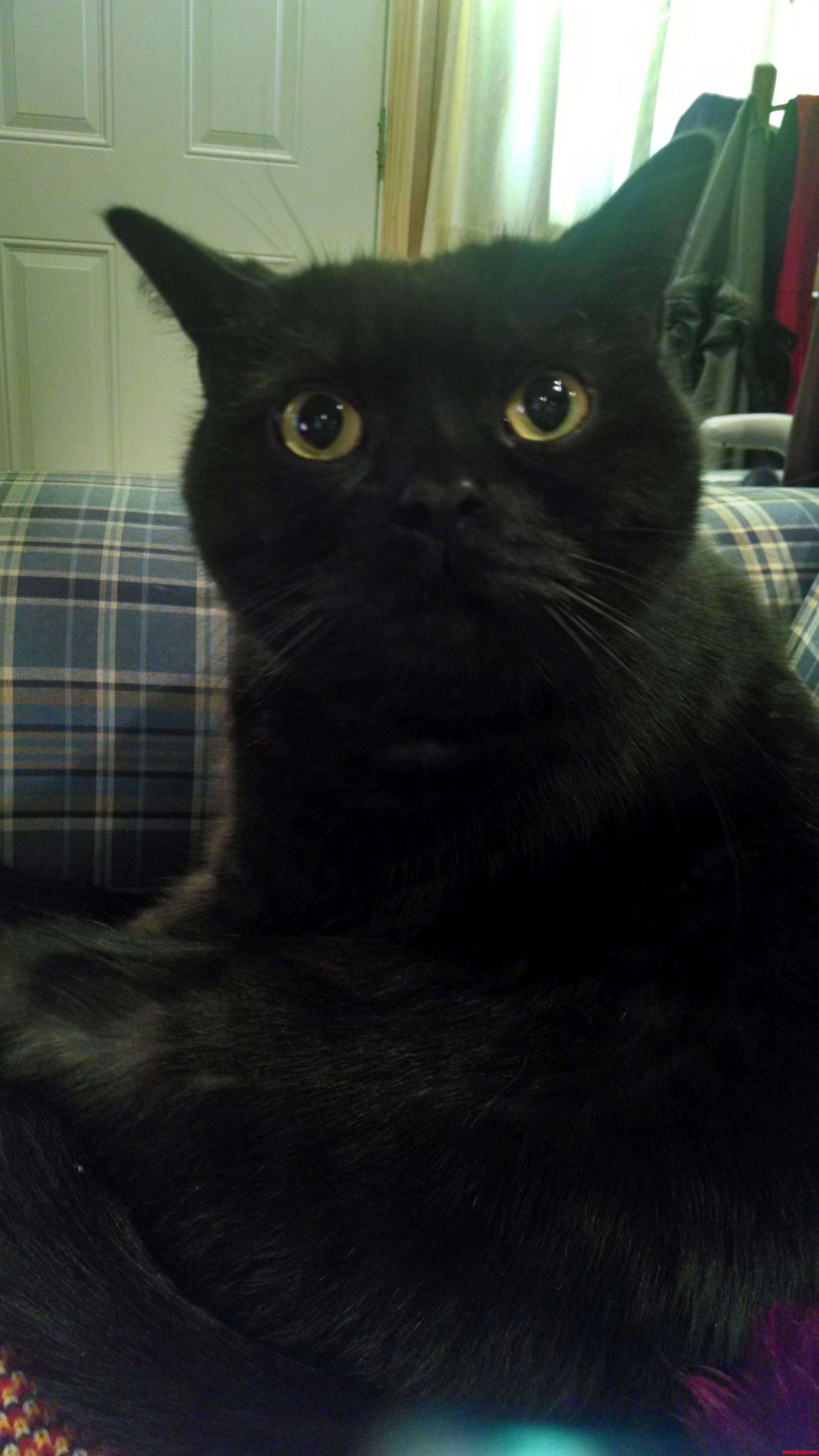 Black Cat Friday This Is My Boy Wolly