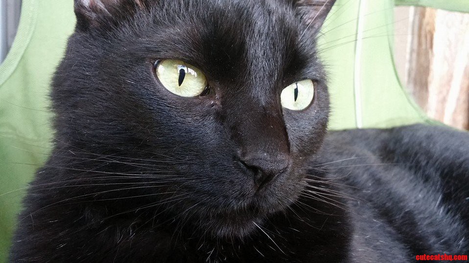 Black Cat Friday Were Down.