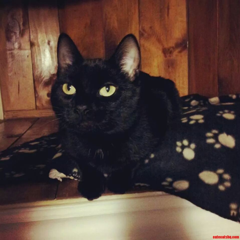 Black Cat... Saturday My Baby Girl.