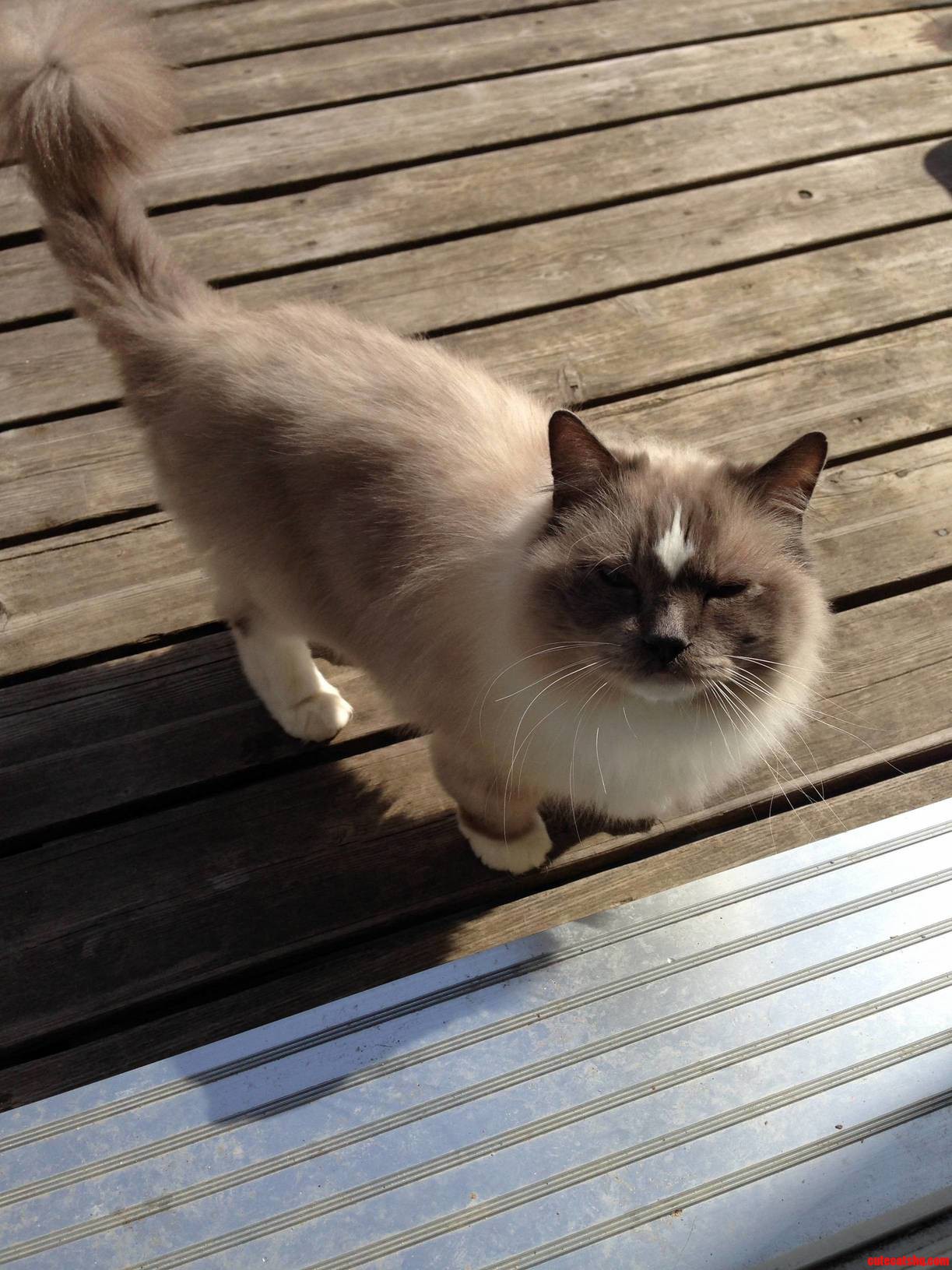 Blue Comes for a Visit