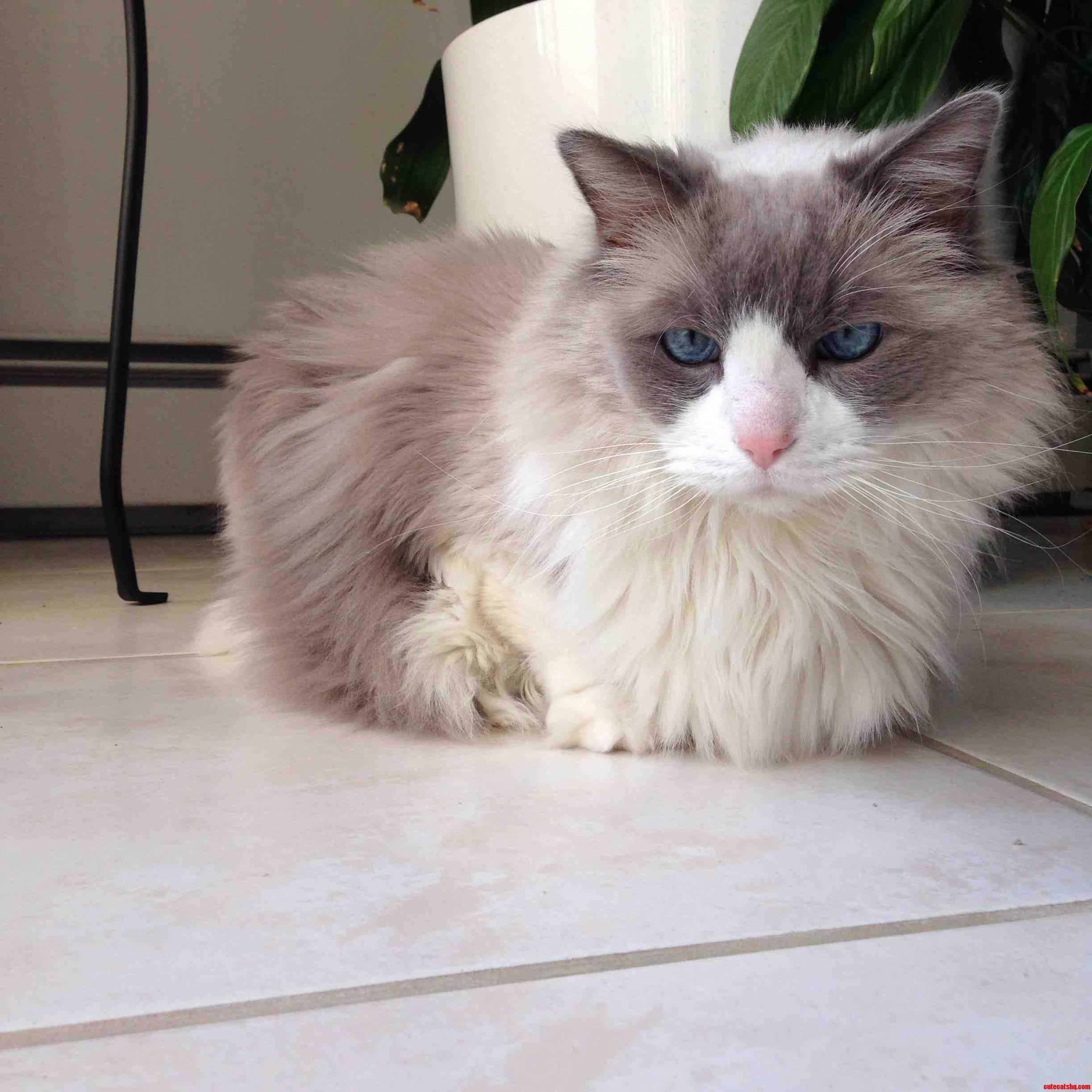 Blue Eyes