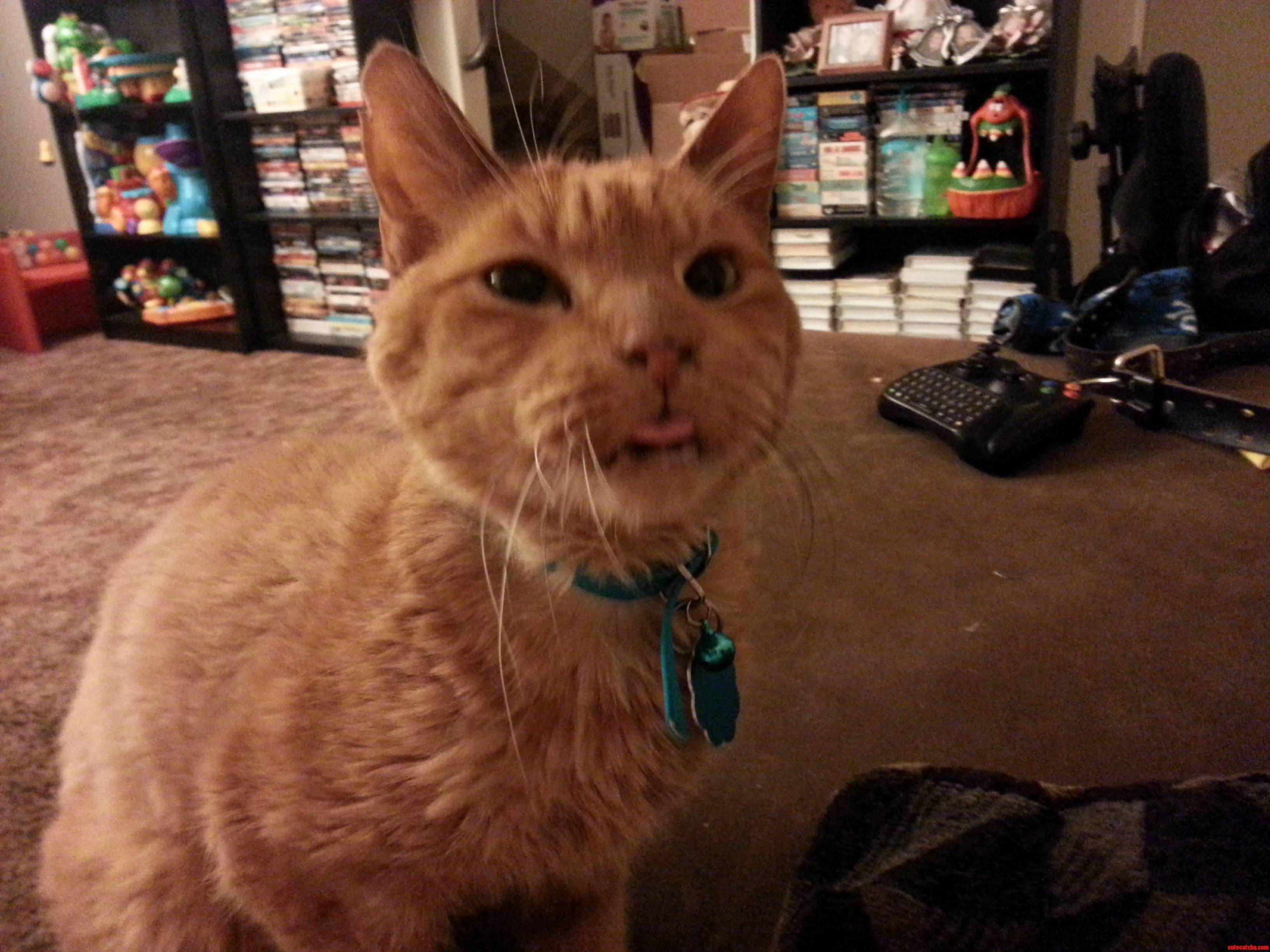 Bob the Cat