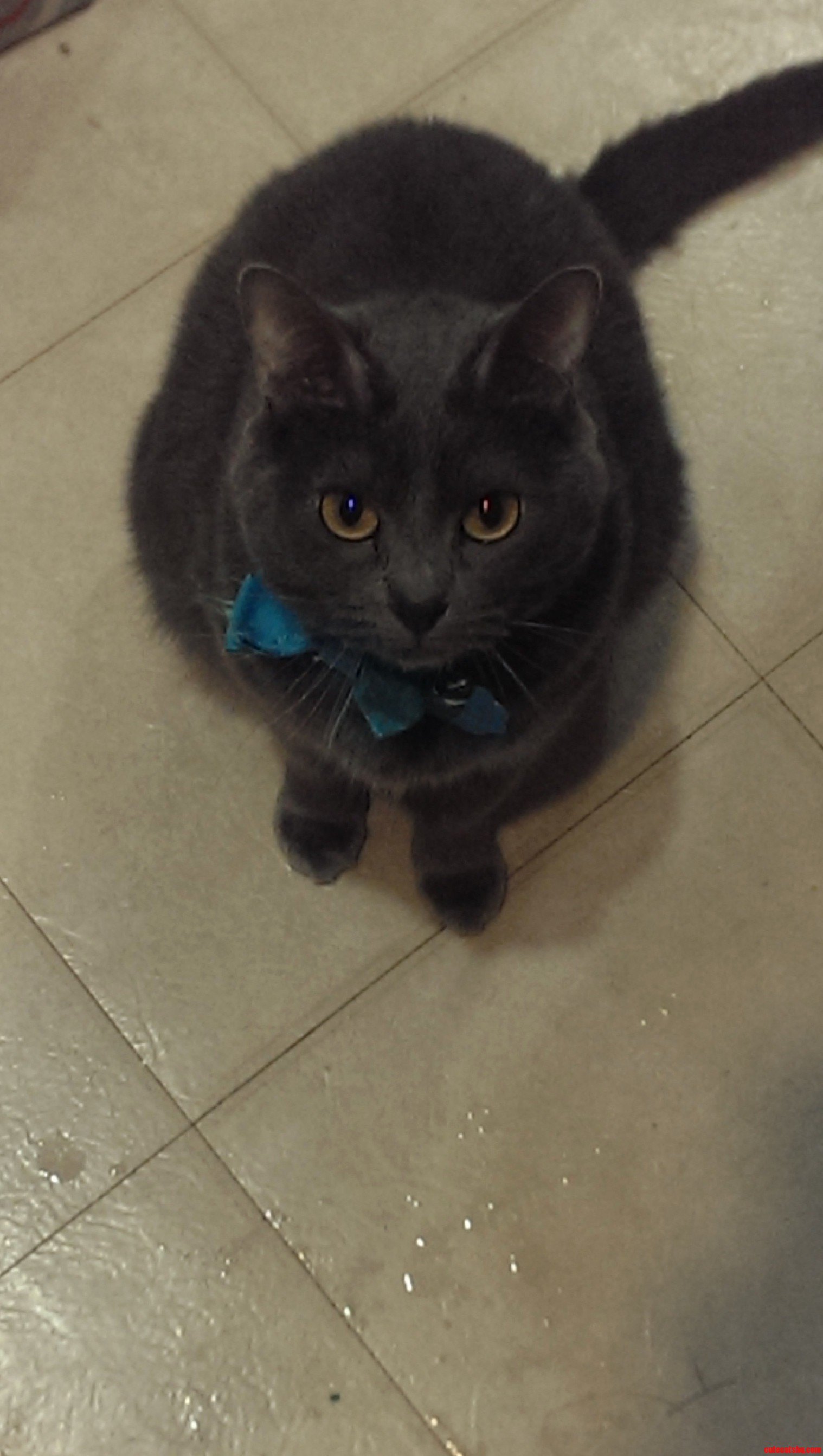 Bowties Are Cool