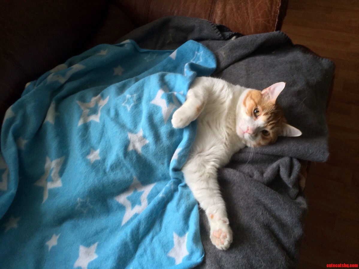 Bring Me Some Fresh Tuna and Some Catnip Pleez