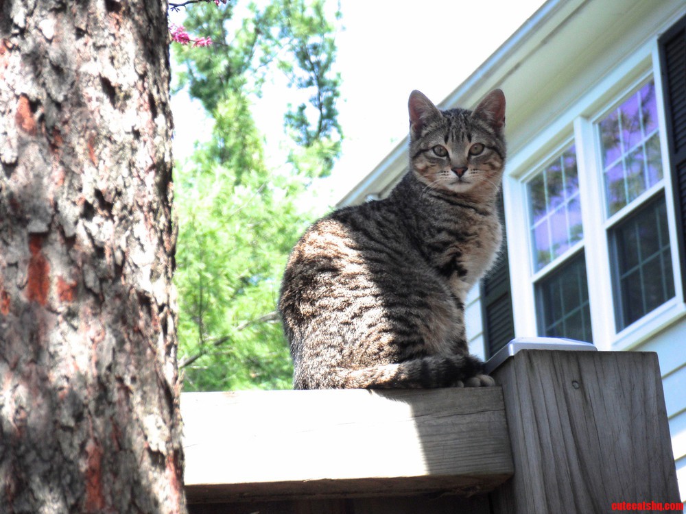 Britney the Feral Kitten Looking Cute and Healthy.