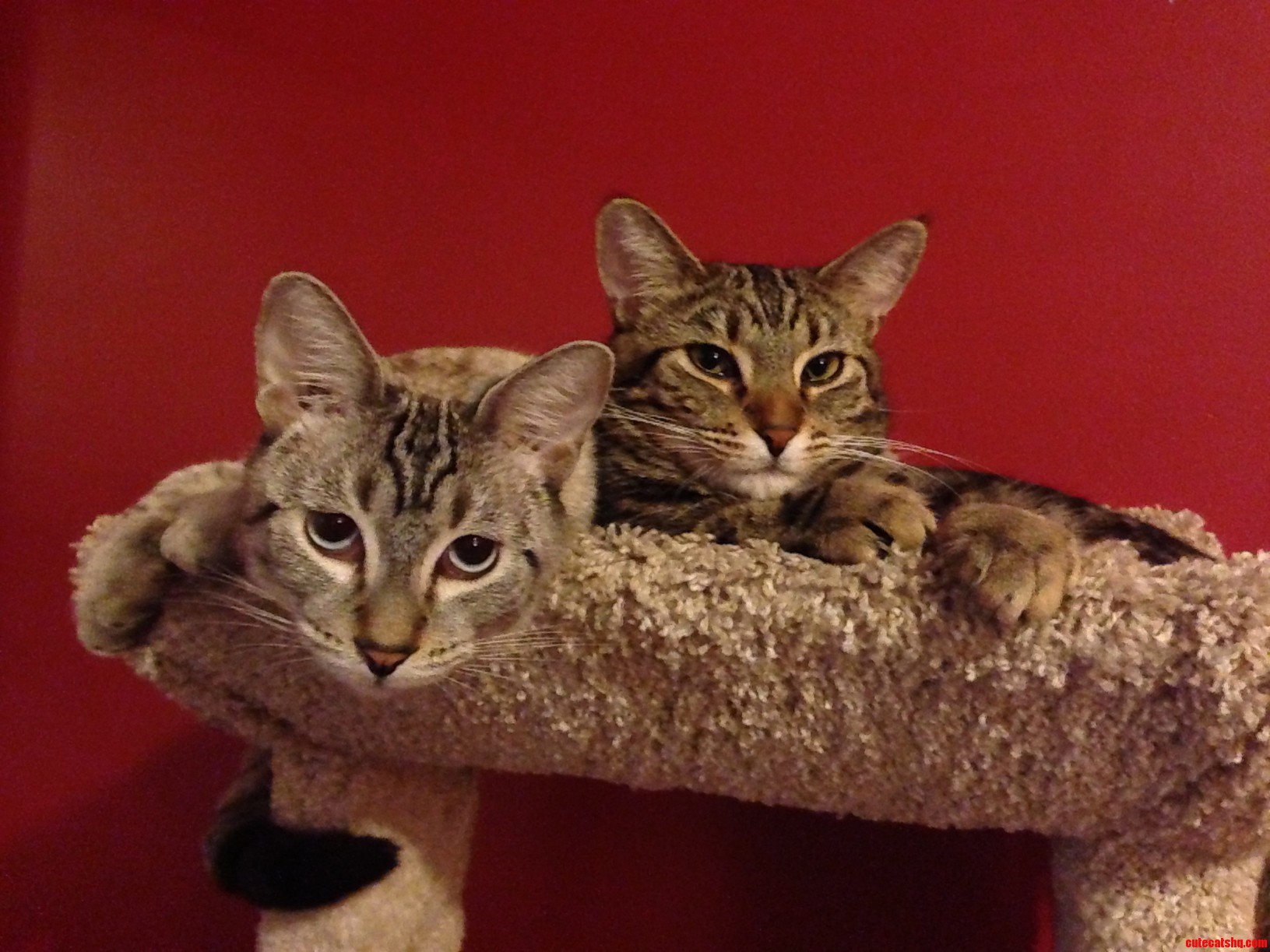 Brother and Sister