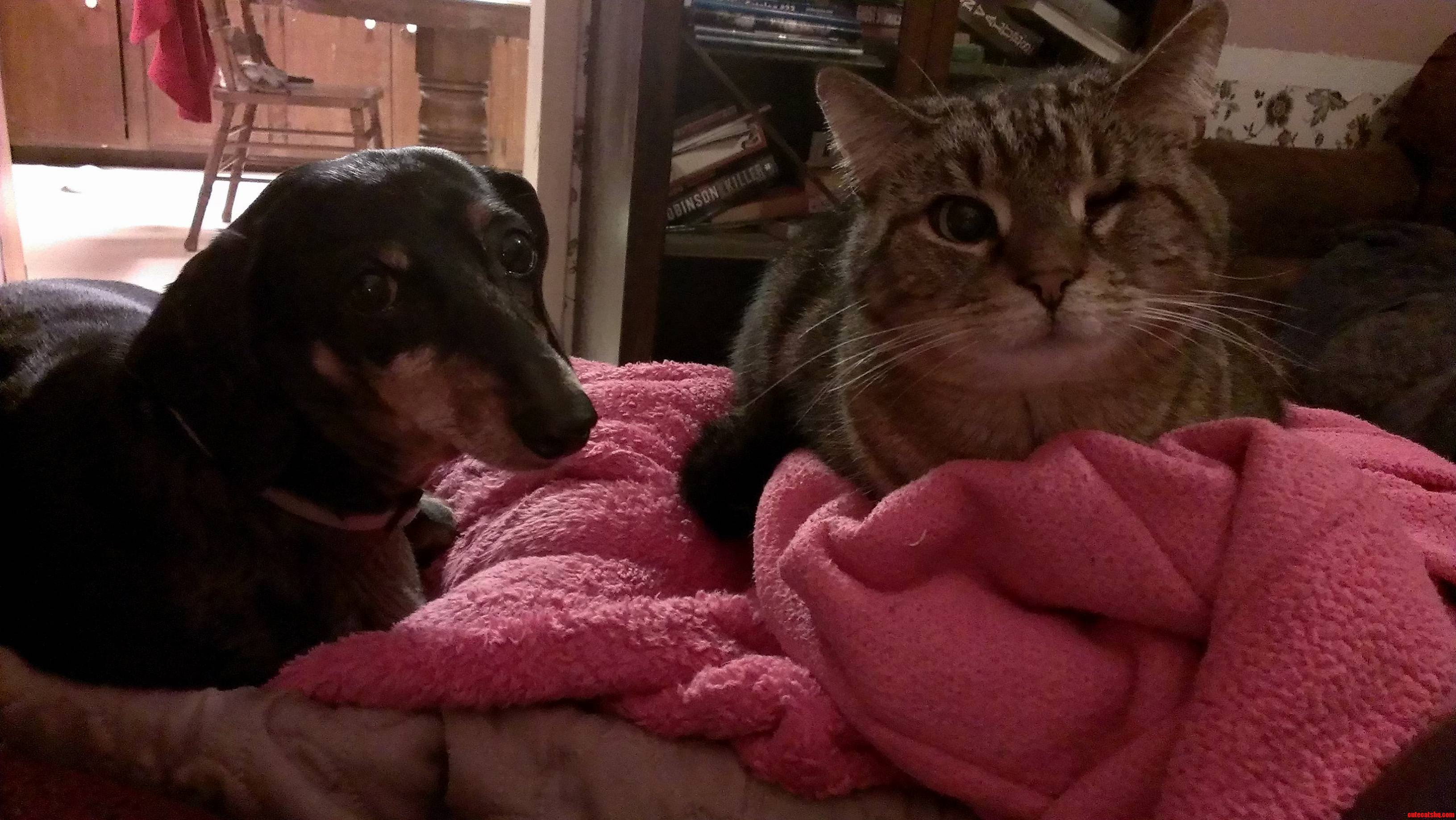 Buddies
