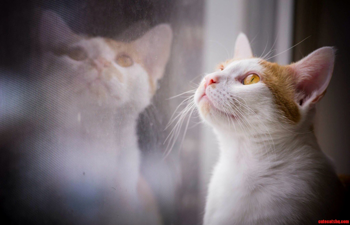 Buddy Rocket Watching the Birds